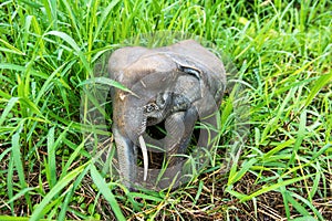 Closeup of elephant wood carving in grass field