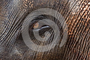 Closeup of elephants eye and hairy skin