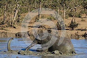 Closeup of elephants Loxodanta africana playing and enjoying a mud bath