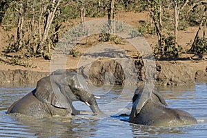 Closeup of elephants Loxodanta africana swimming and playing in a waterhole