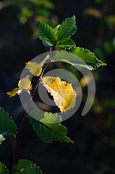 Closeup of an elm branch Ulmus with yellow-green leaves. A sunbeam illuminates a yellow leaf.