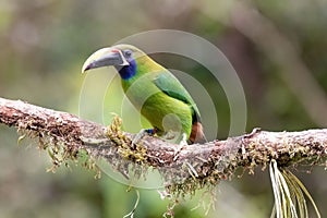 Closeup of a Emerald toucanet perched on the tree branch in its natural habitat