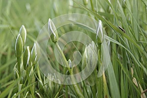 Closeup on emerging flower buds of white flowering garden star-of-Bethlehem or grass lily, Ornithogalum umbellatum in a meadow