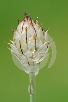 Closeup on an emerging flowerbud of the Cupid\'s dart wildflower, Catananche caerulea photo
