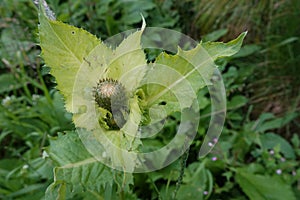 Closeup on an emerging flowerhead of a cabbage or Siberian thistle, Cirsium oleraceum