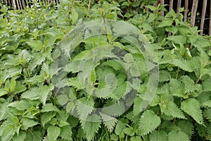 Closeup on the emerging green foliage of the common burn or stinging nettle Urtica diocia