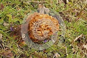 Closeup on an emerging Spounge morel ushroom , Morchella esculenta in a grassland