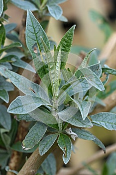 Closeup on emerging Springtime foliage of summer lilac, butterfly-bush or orange eye , Buddleja davidii photo