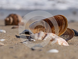 Closeup of an empty shell of a sea mussel mollusc