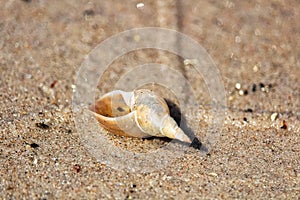 Closeup of a empty snail shell on sand