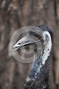 Closeup of emu, australian bird with blurred brown background