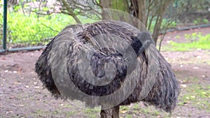 Closeup of a emu preening its feathers, bird taking care of its feathers, flightless bird specie from Australia