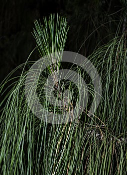 Long Drooping Needles of a Longleaf Pine photo