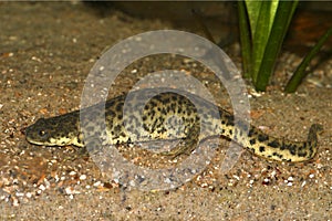 Closeup on the endangered African Algerian ribbed newt, Pleurodeles nebulosus