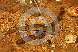 Closeup on the endangered Columbia Torrent salamander , Rhyacotriton kezeri, from Northern Oregon