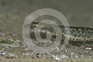 Closeup on an endangered European Sardinian brook salamander, Euproctus platycephalus