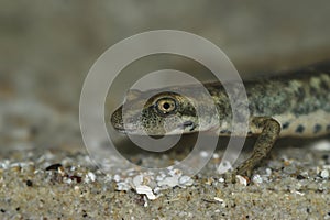 Closeup on an endangered European Sardinian brook salamander, Euproctus platycephalus