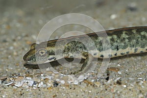 Closeup on an endangered European Sardinian brook salamander, Euproctus platycephalus