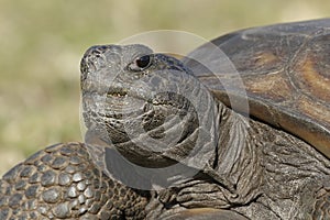 Closeup of an Endangered Gopher Tortoise