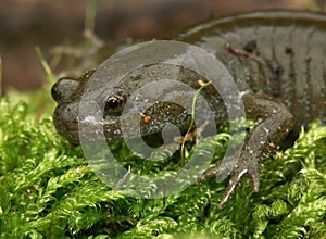 Closeup on the endangered Japanese Oita salamander Hynobius dunni sitting on green moss