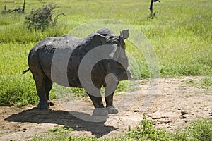 Closeup of endangered White Rhino at Lewa Wildlife Conservancy, North Kenya, Africa