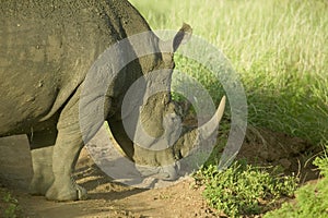 Closeup of endangered White Rhino at Lewa Wildlife Conservancy, North Kenya, Africa