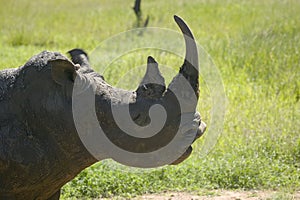 Closeup of endangered White Rhino at Lewa Wildlife Conservancy, North Kenya, Africa