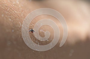 Closeup of engorged female mosquito on human skin