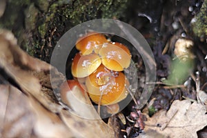 Closeup of Enoki, Flammulina velutipes, also known as velvet shank.