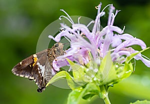 Closeup of epargyreus clarus butterfly perching on flower