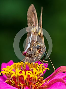 Closeup of epargyreus clarus butterfly perching on flower