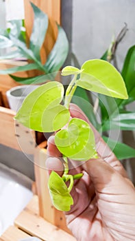 Closeup of Epipremnum aureum \'Bunting Lime\' leaves