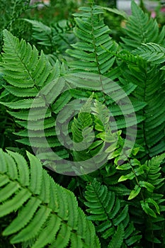 Closeup on the erect green fresh foliage of the Shaggy Shield or wood Fern, Dryopteris atrata