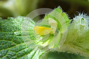 Eremostachys macrophylla flower photo