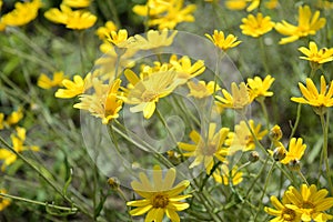 Eriophyllum lanatum with yellow flowers