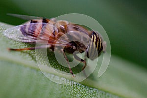 Closeup of Eristalinus taeniops hoverfly on green plant leaf