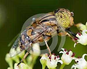 Closeup of a Eristalinus taeniops perched on a flower