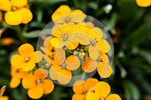 Closeup Erysimum coral wallflower, orange color photo