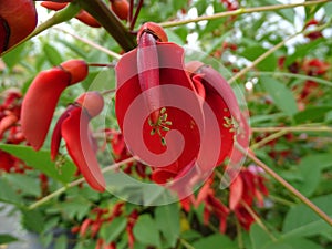 Closeup of Erythrina crista-galli, often known as the cockspur coral tree. photo