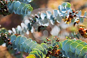 Closeup of Eucalyptus krueseana leaves