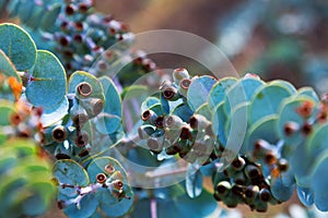 Closeup of Eucalyptus krueseana plant