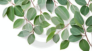 closeup of eucalyptus leaves on plain white ai generated