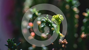 Closeup of Euphorbia caput medusae in the shadow.