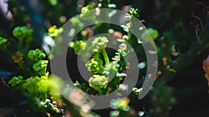 Closeup of Euphorbia caput medusae in the shadow.