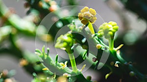 Closeup of Euphorbia caput medusae in the shadow.