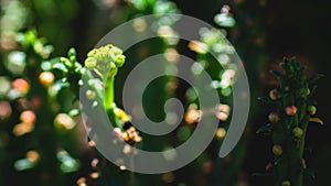 Closeup of Euphorbia caput medusae in the shadow. photo