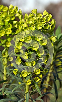 Closeup of Euphorbia charicias