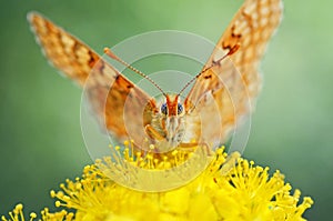 Euphydryas aurinia Closeup photo