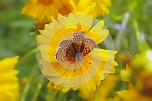 Closeup of the Euptoieta claudia, the variegated fritillary butterfly on the flower.