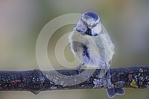 Closeup of an Eurasian blue tit perching on a tree branch on the blurred background